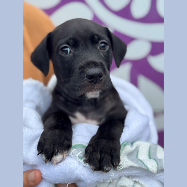 Photo of D1203 Maverick