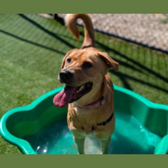 Photo of Goldie