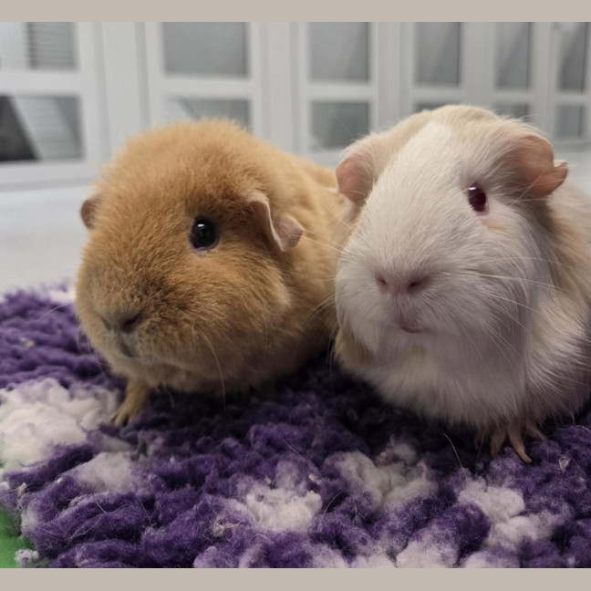 Photo of Peaches (Bonded With Honey)