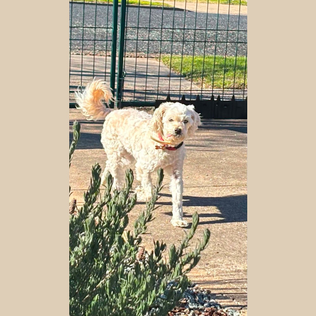 Photo of Honey