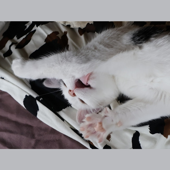 Photo of Calamity Jane