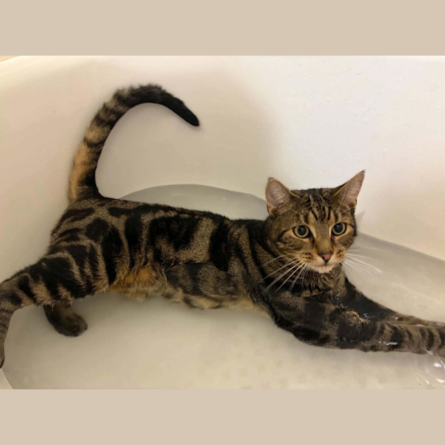 Photo of Simba   Assisted Rehome