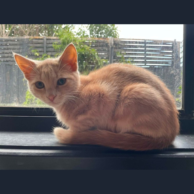 Photo of Simba   In Foster Care In Bentleigh East