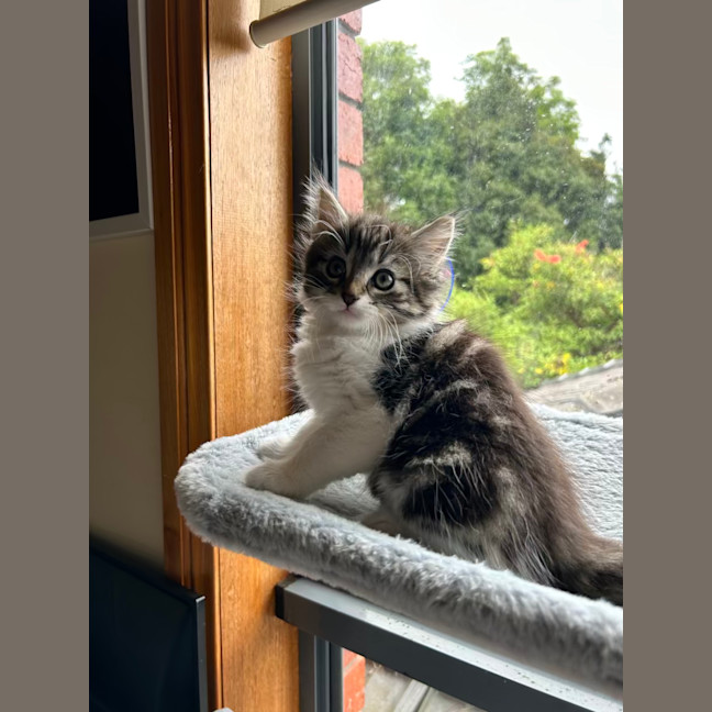 Photo of Poppy   Located In Lower Plenty