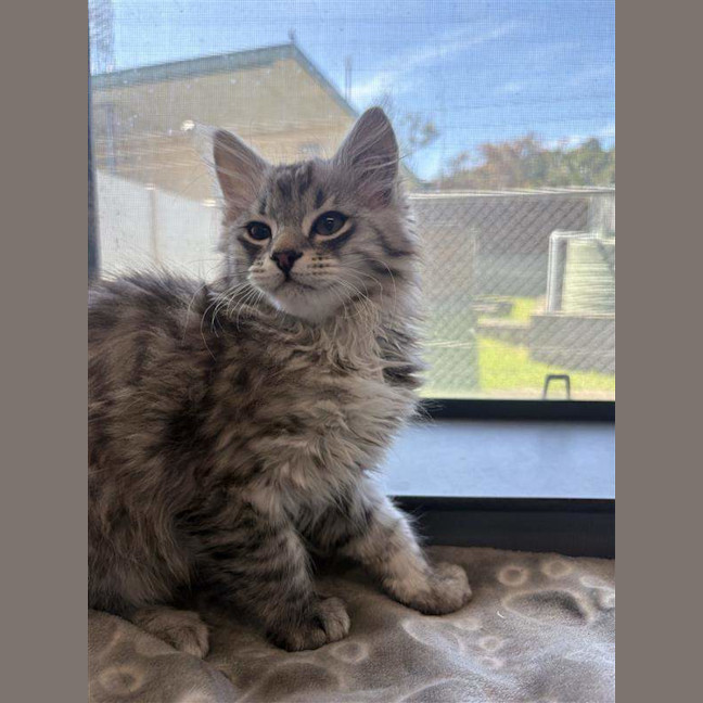Photo of Milo