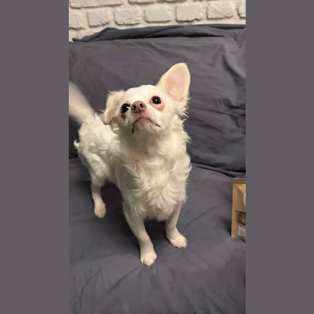 Photo of Tofu 