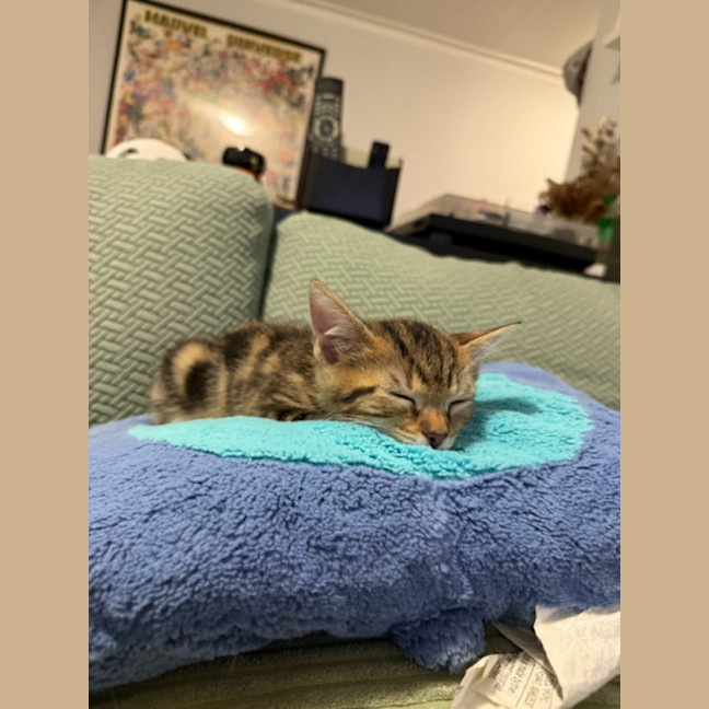 Photo of Duckie