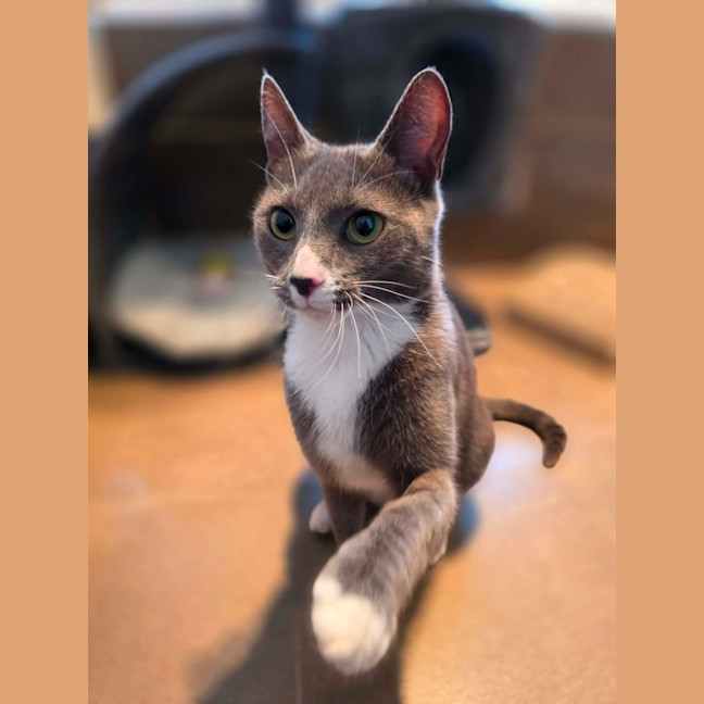Photo of Pickle