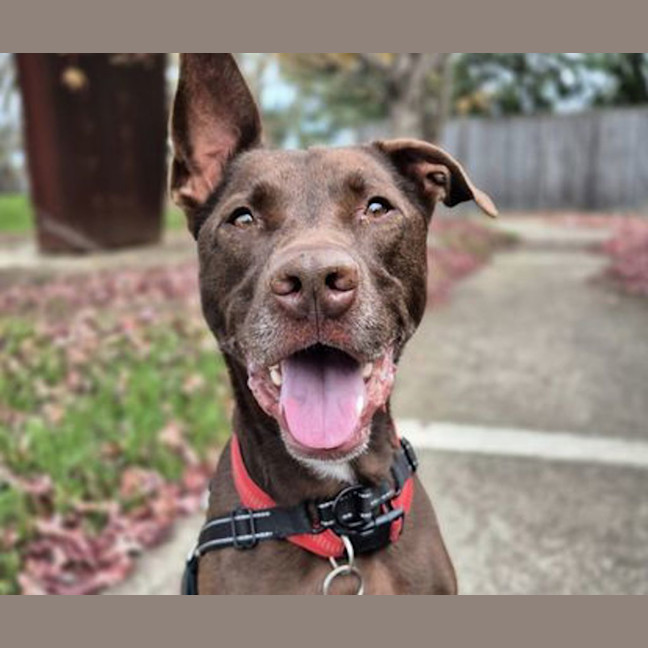 Photo of Apollo
