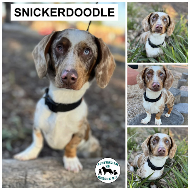 Photo of Snickerdoodle