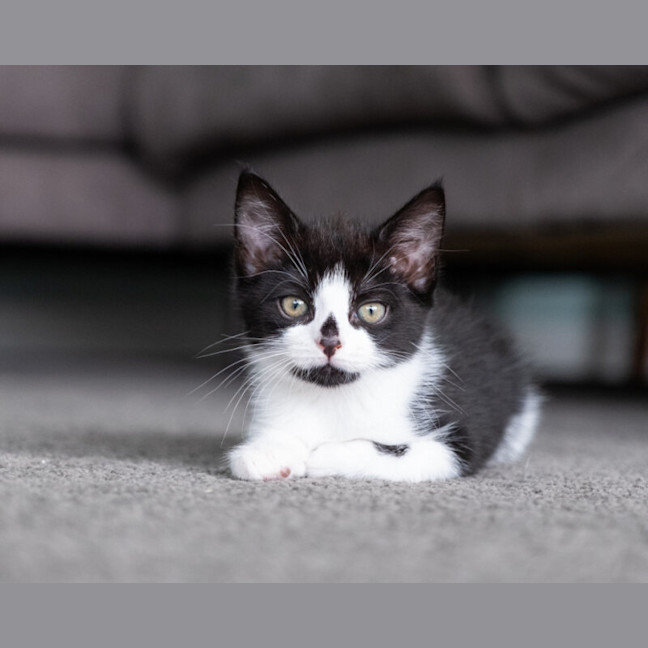 Photo of Pingu