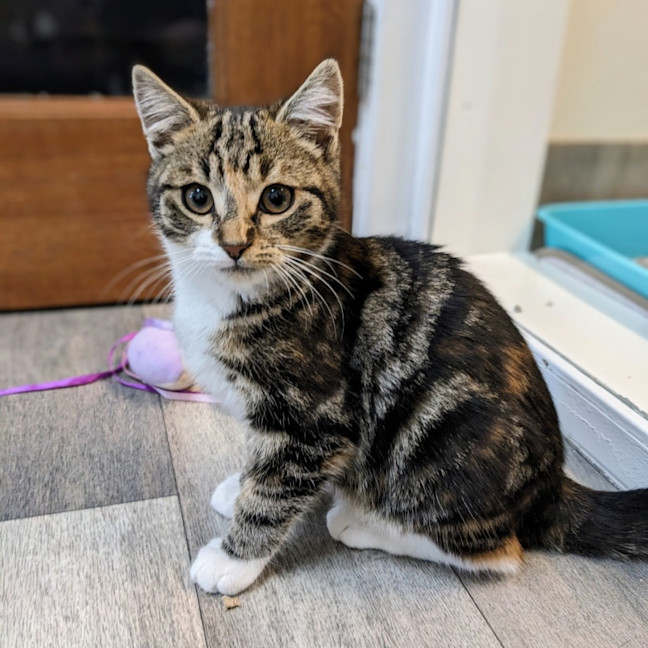 Photo of Strawberry   Located In Preston 