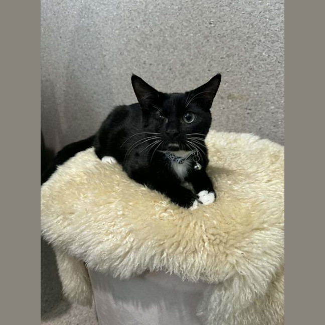 Photo of Oreo