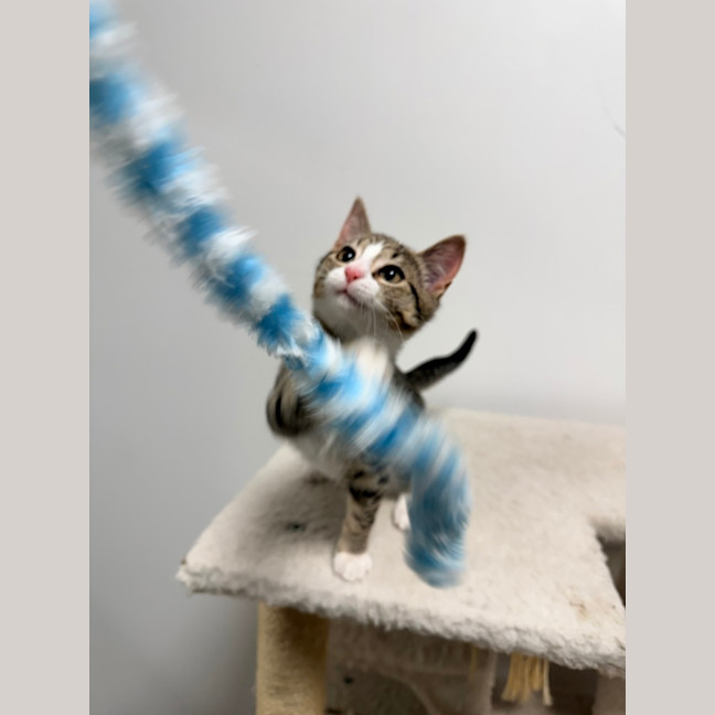 Photo of Frieren (Was Jovie)