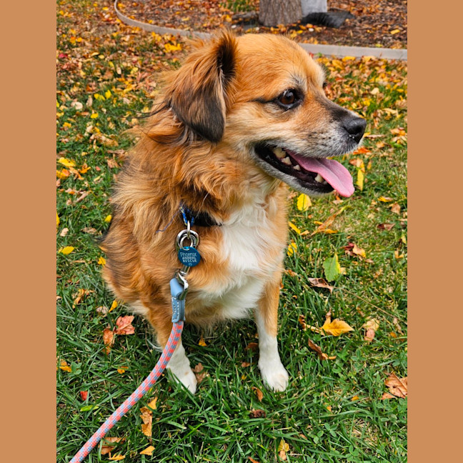 Photo of Buster