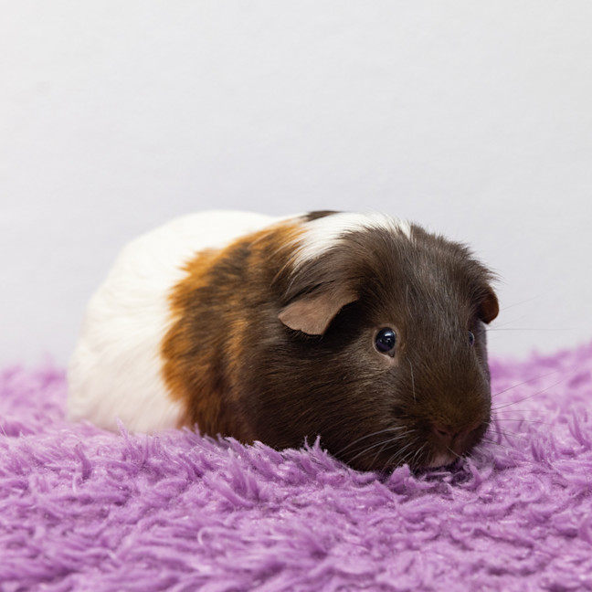 Photo of Dandy