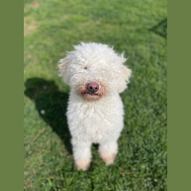 Photo of Snowy