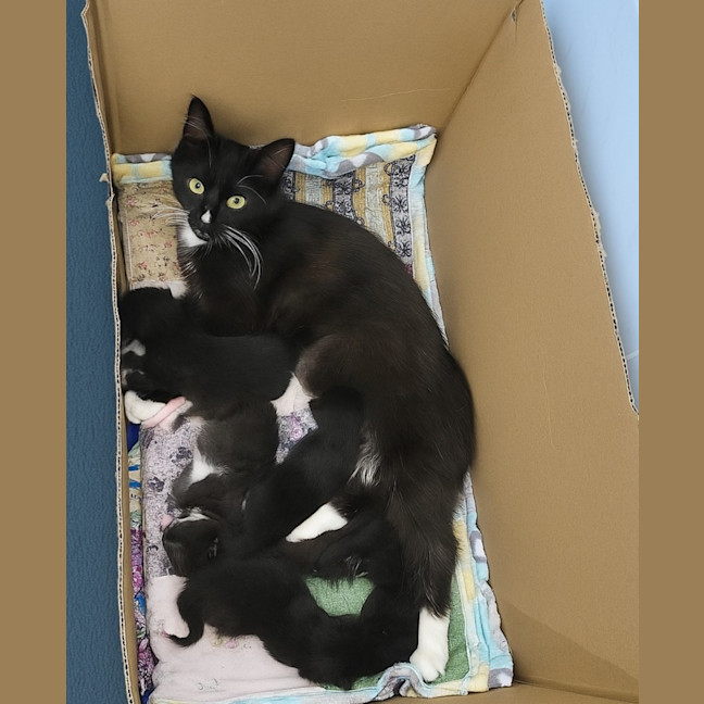 Photo of 💕 Phoebe & Joey 💕