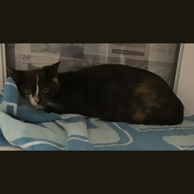 Photo of Bubblegum