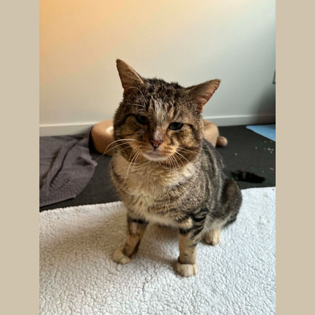 Photo of Guppy