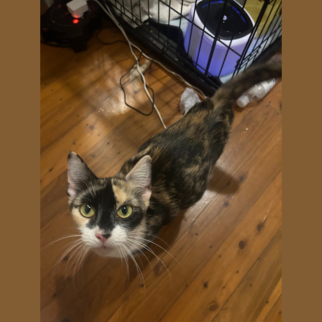 Photo of Savannah