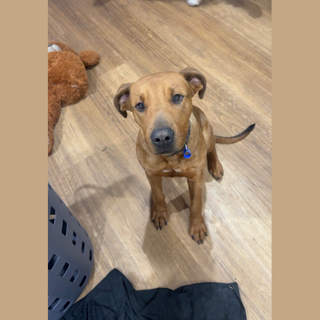 Photo of Tank   9 Month Old Mastiff X