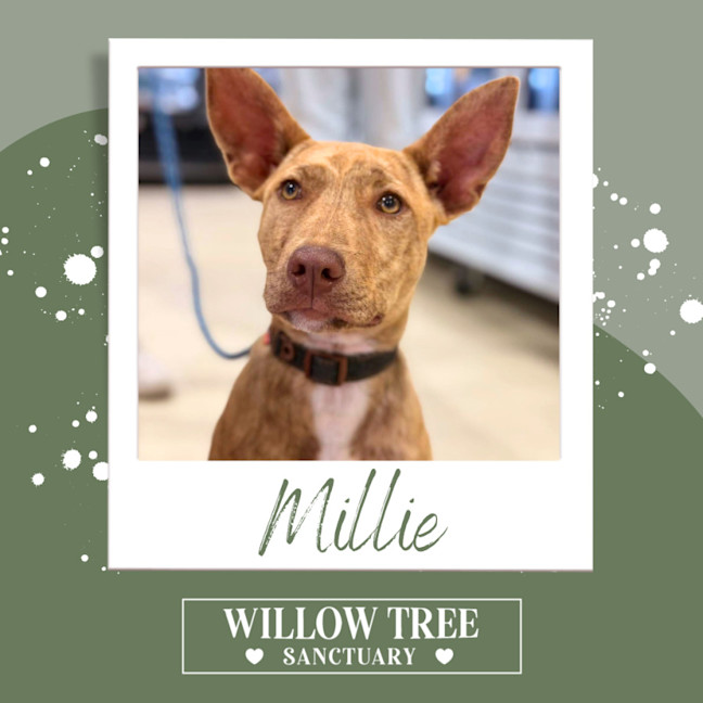 Photo of Millie