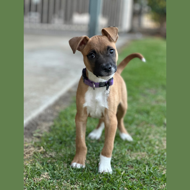 Photo of Gator