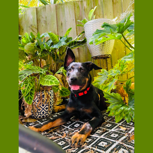 Photo of Bindi