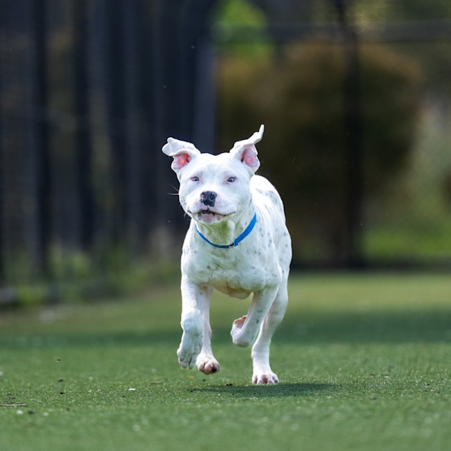 Photo of Smudge Imp 2433