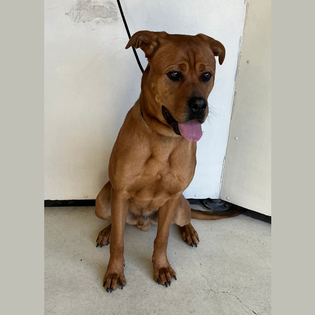 Photo of Archie