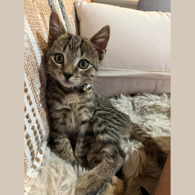 Photo of Chester