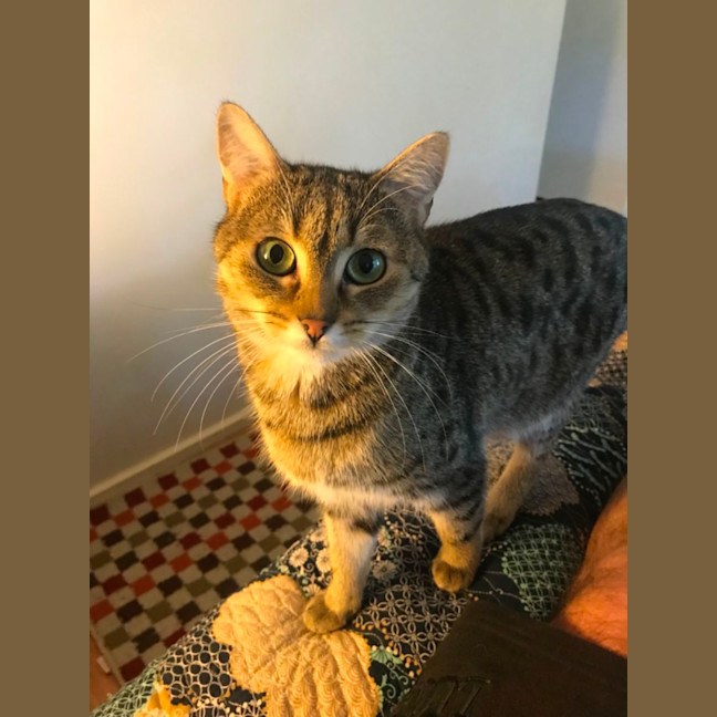 Photo of Bunny And Max (Bonded Pair)