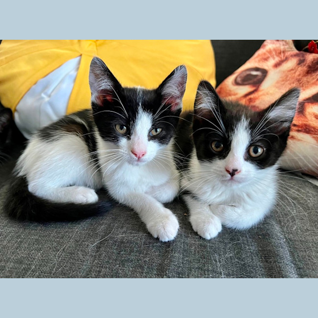 Photo of Copy And Paste