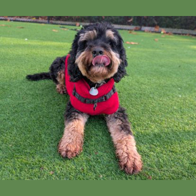 Photo of Koda