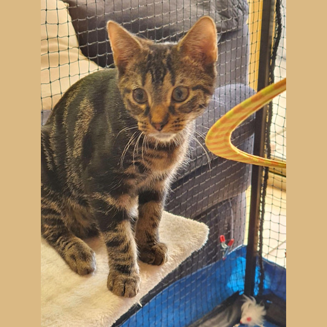 Photo of Ceasar ** 2nd Chance Cat Rescue**