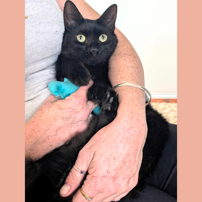Photo of Petal