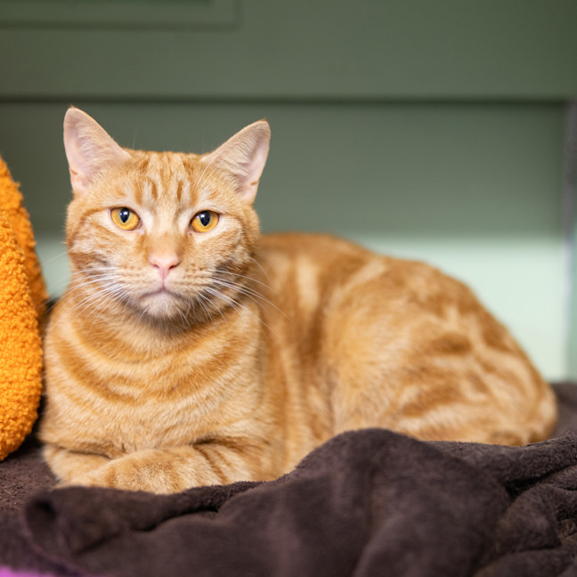 Photo of Cinnamon