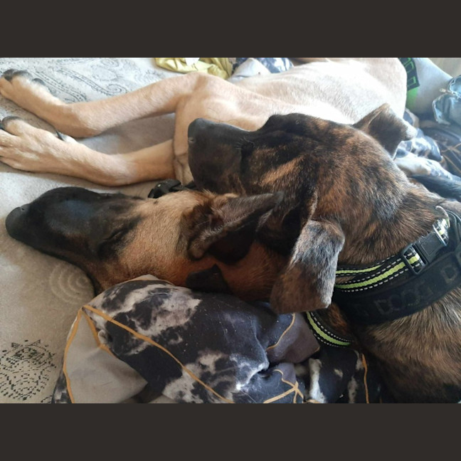Photo of Scoobie 