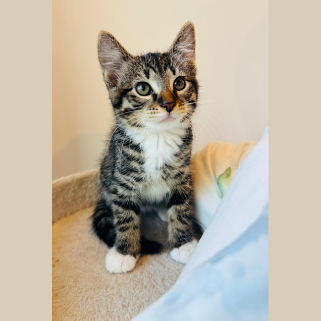 Photo of Leo Lion 🦁