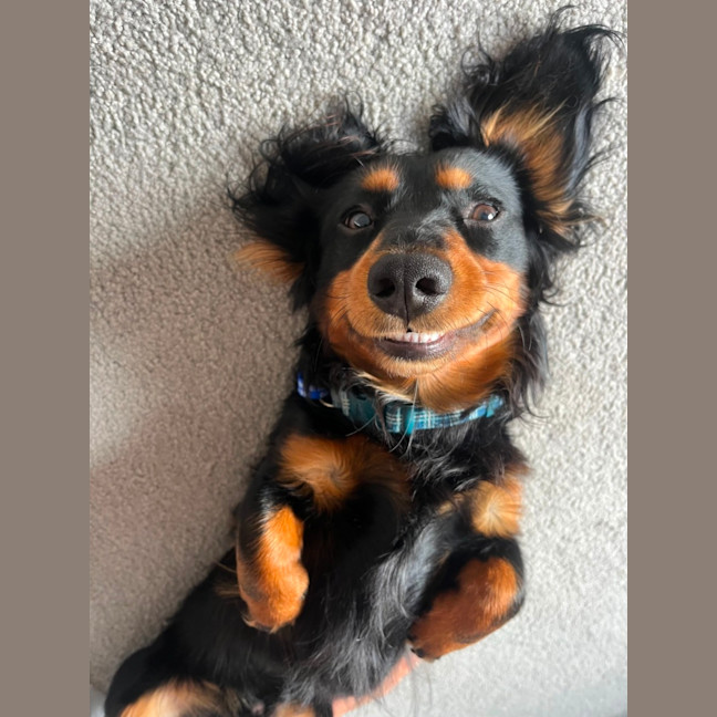 Photo of Bean   1 Year Old Dachshund X