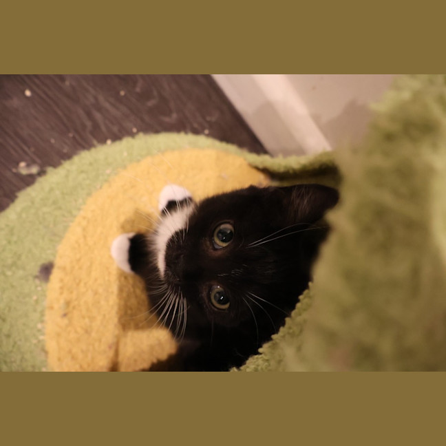 Photo of Poppy