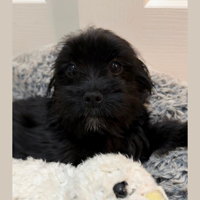 Photo of Libby