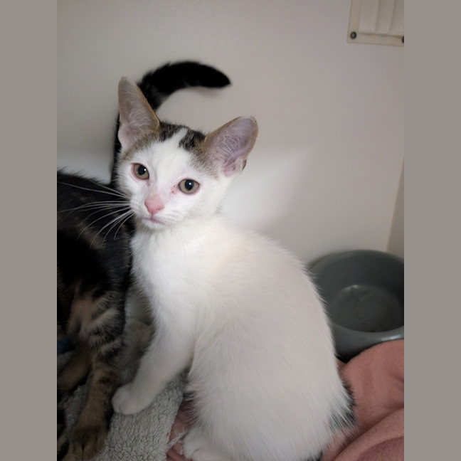 Photo of Zooperdooper