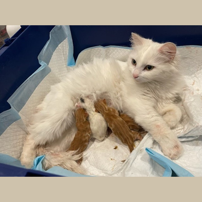 Photo of Gabriel Xenos