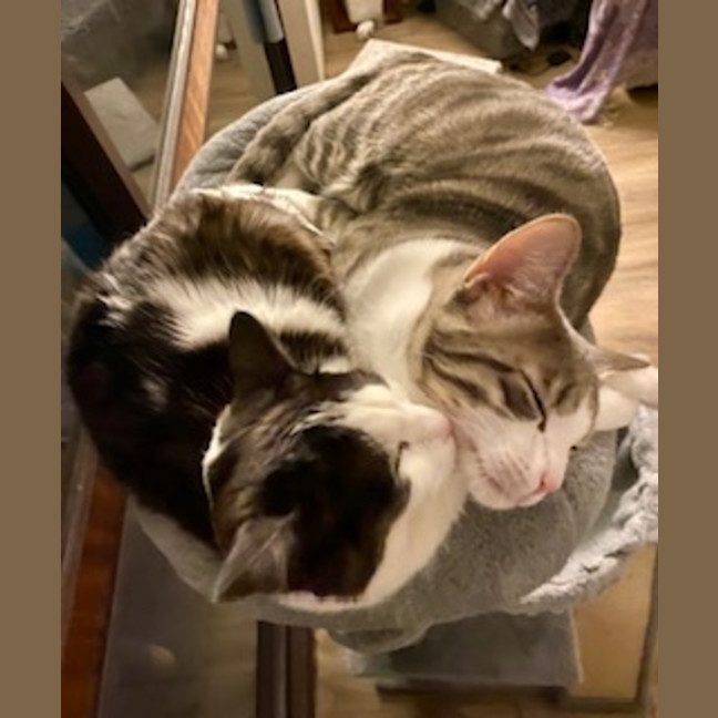 Photo of 💙George & 💜Lily