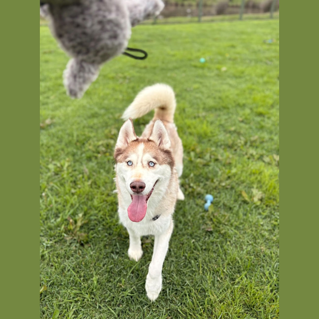 Photo of Wolf