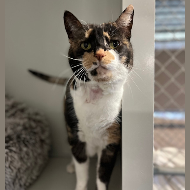 Photo of Daisy