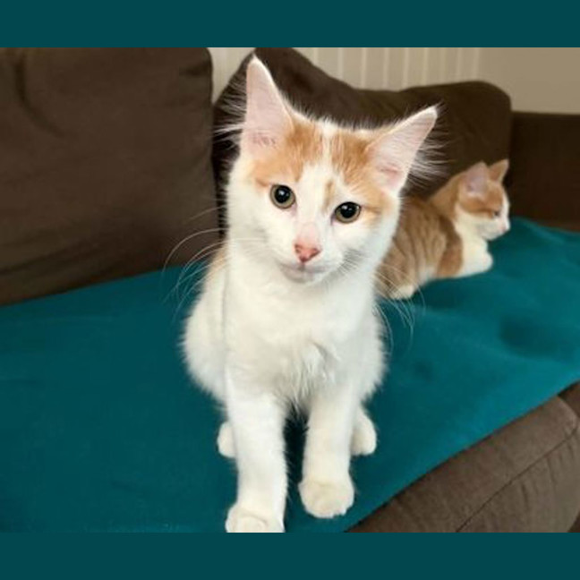 Photo of Biscuit