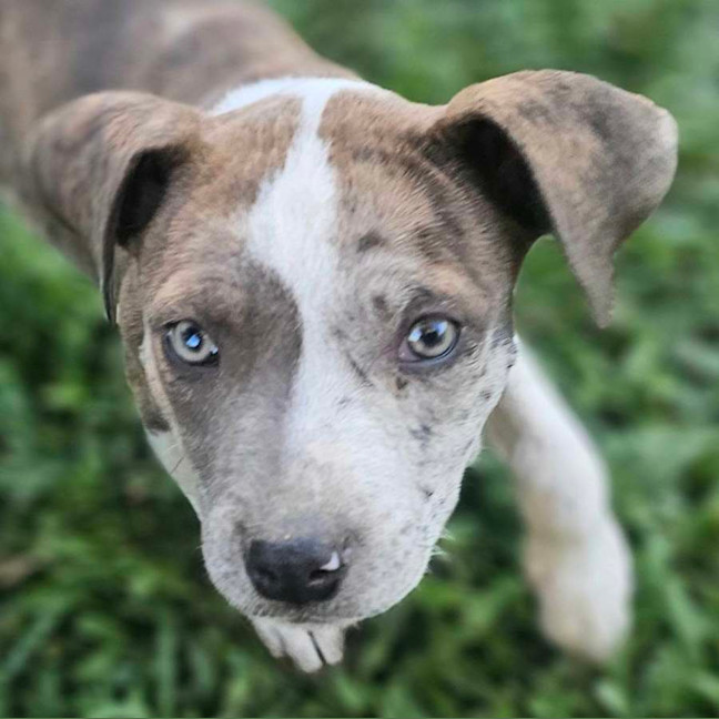 Photo of Shadeau